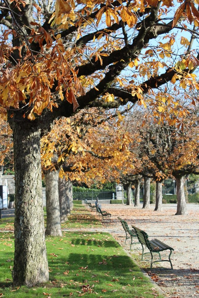 losanna_in_autunno_alberi