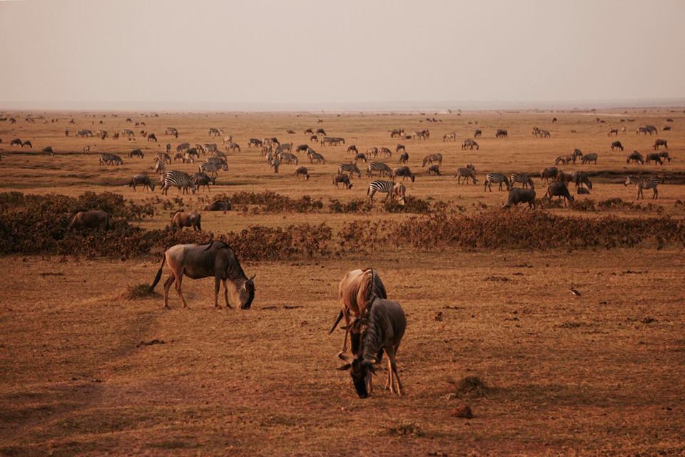 safari_kenya_travel_blogger_animali_amboseli