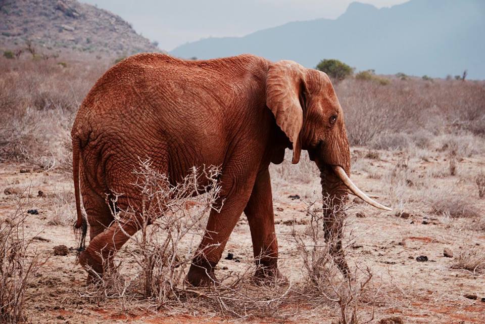 safari_kenya_travel_blogger_elefante_tsavo_est