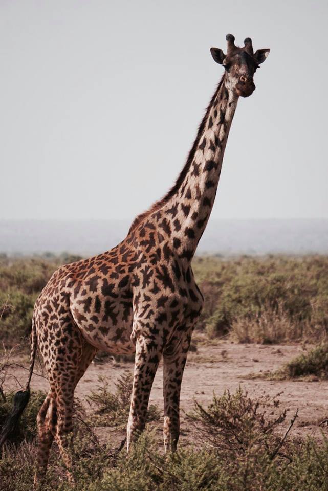 safari_kenya_travel_blogger_giraffa_tsavo_est