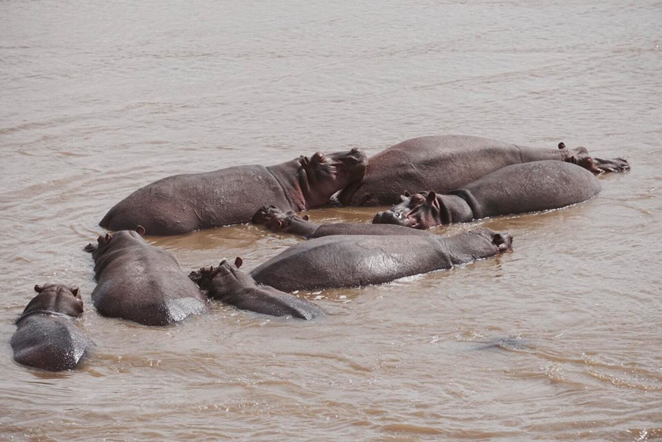 safari_kenya_travel_blogger_ippopotami_tsavo_est