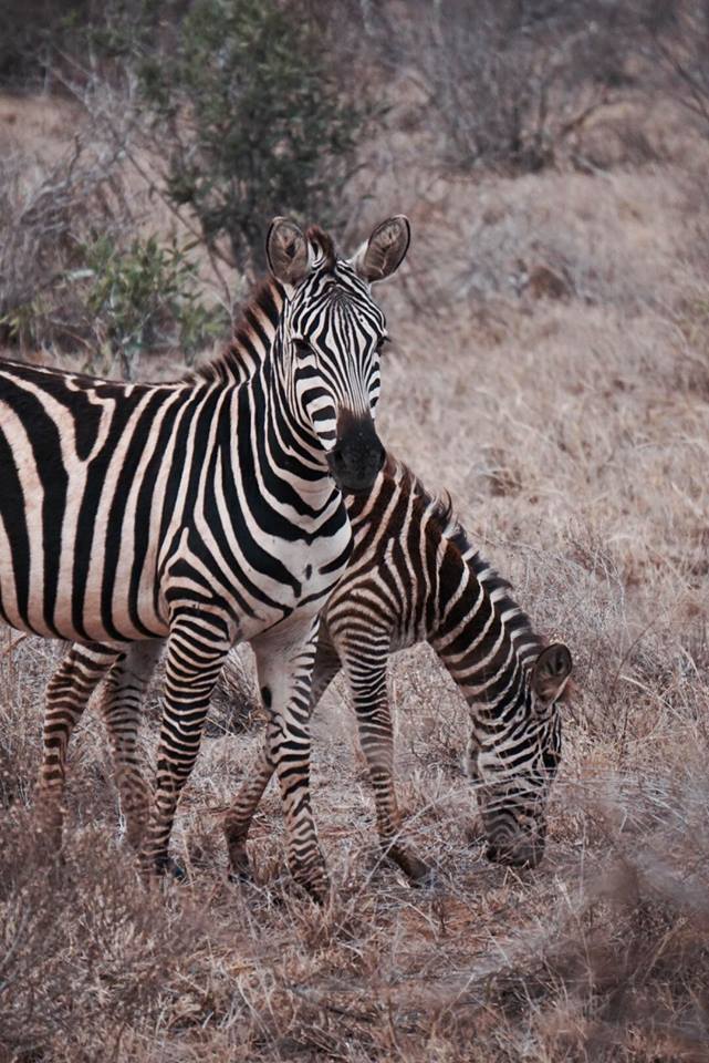 safari_kenya_travel_blogger_zebre_tsavo_est