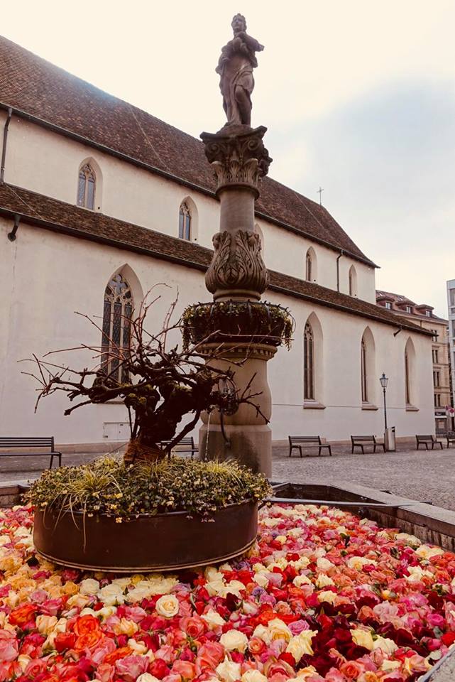 zurigo_fontana_Augustinerbrunnen_rose_galleggianti