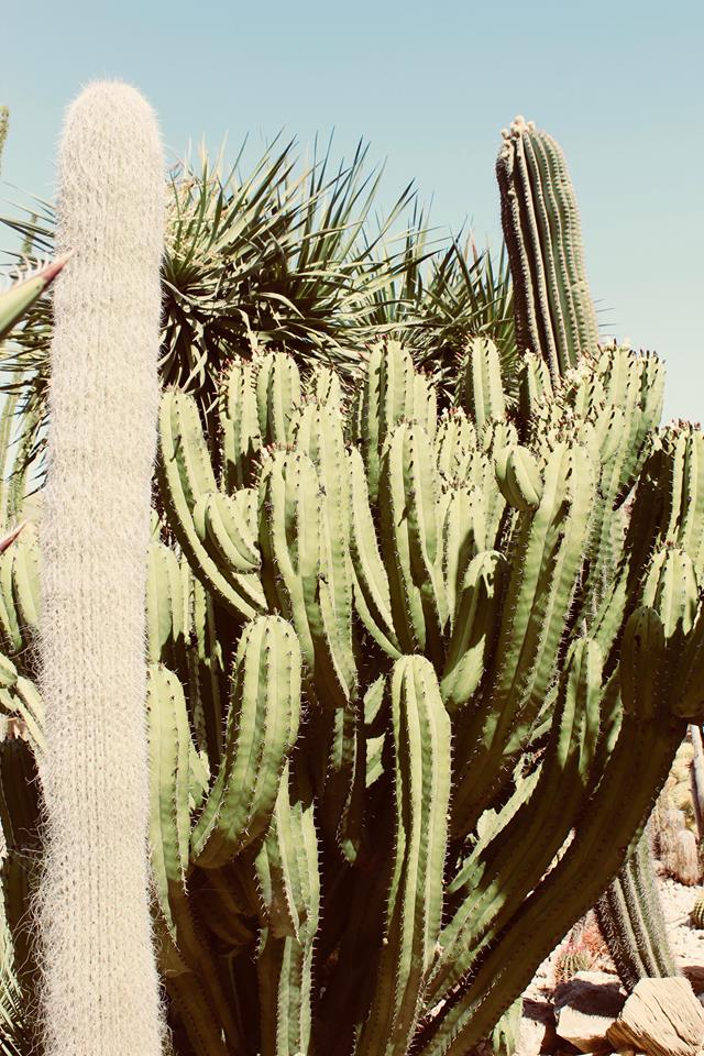 garden_cactus_favara_b&B