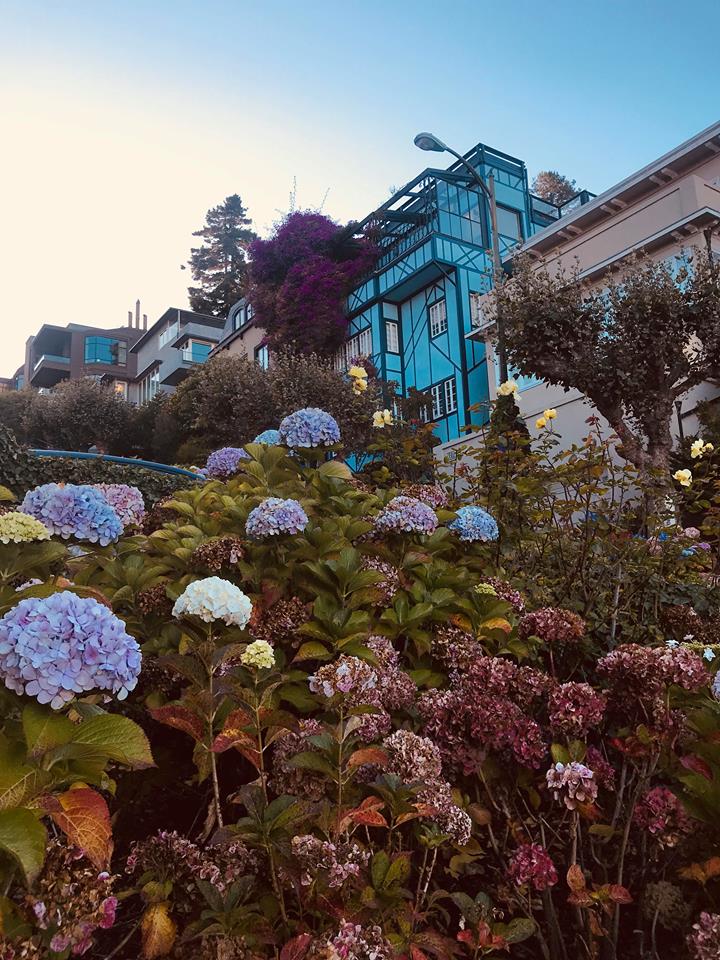 sanfrancisco_lombard_street_flowers