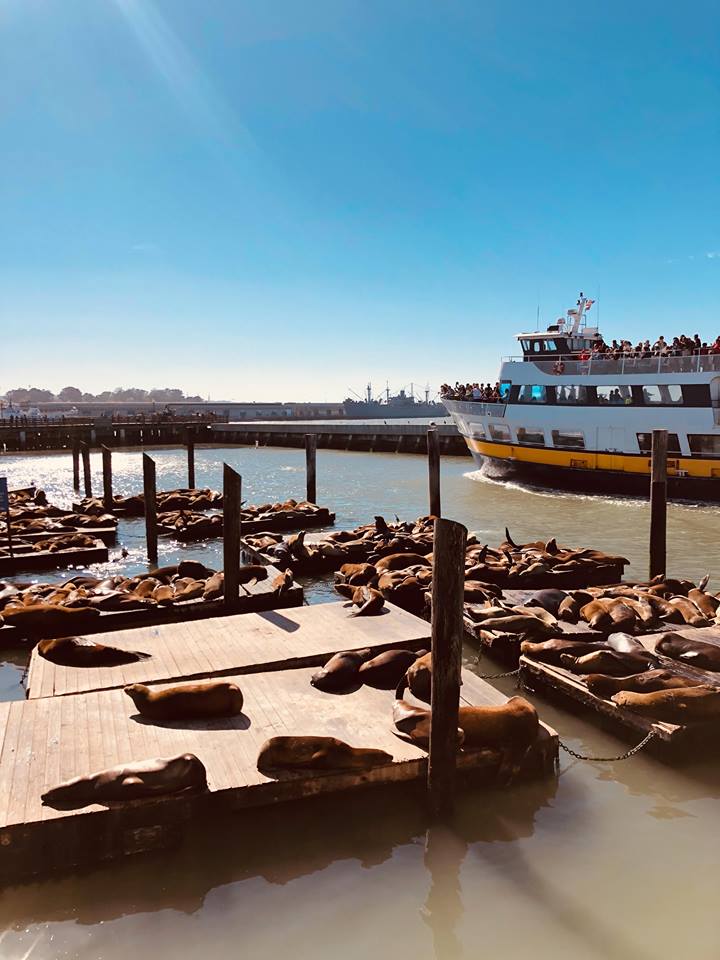 sanfrancisco_pier39_leoni_marini_molo